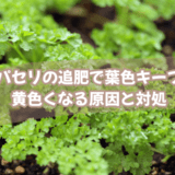 パセリの追肥で葉色キープ|黄色くなる原因と対処