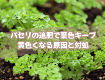 パセリの追肥で葉色キープ|黄色くなる原因と対処