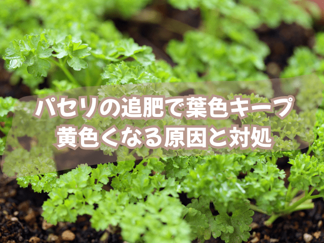 パセリの追肥で葉色キープ｜黄色くなる原因と対処