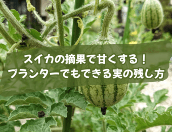 スイカの摘果で甘くする!プランターでもできる実の残し方