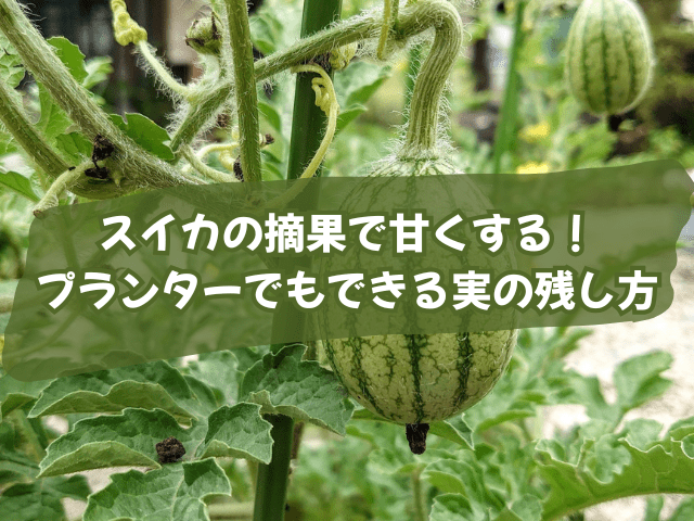 スイカの摘果で甘くする！プランターでもできる実の残し方