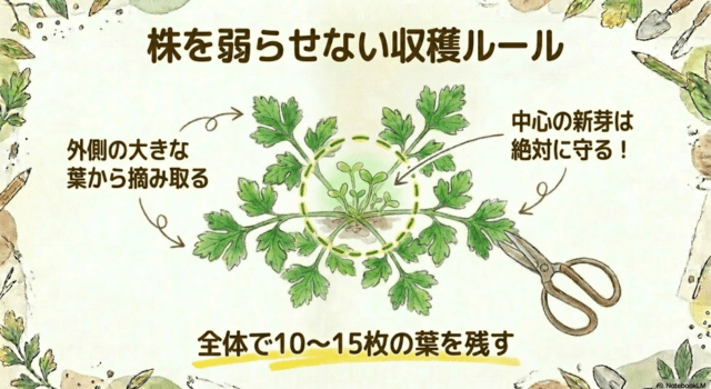 株を弱らせない収穫の仕方