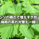 シソの摘芯で増えすぎ防止|梅雨の蒸れ対策も一緒に