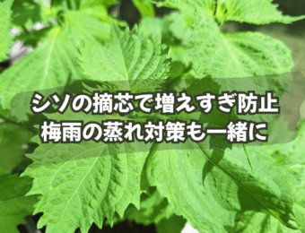 シソの摘芯で増えすぎ防止|梅雨の蒸れ対策も一緒に