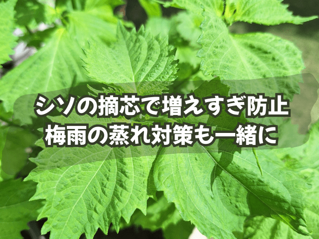 シソの摘芯で増えすぎ防止｜梅雨の蒸れ対策も一緒に