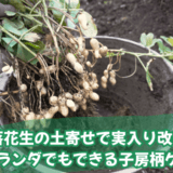 落花生の土寄せで実入り改善|ベランダでもできる子房柄ケア