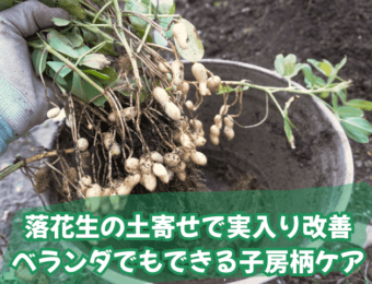 落花生の土寄せで実入り改善|ベランダでもできる子房柄ケア