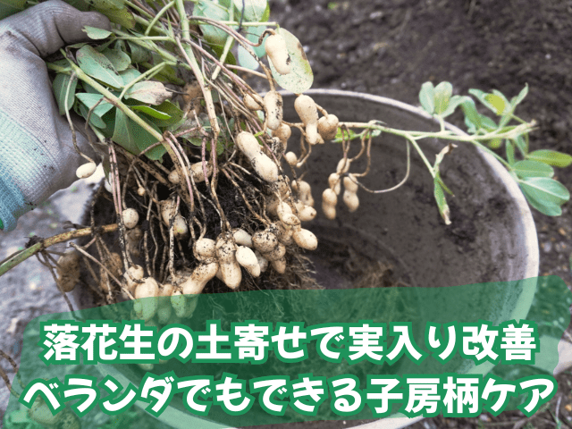 落花生の土寄せで実入り改善｜ベランダでもできる子房柄ケア