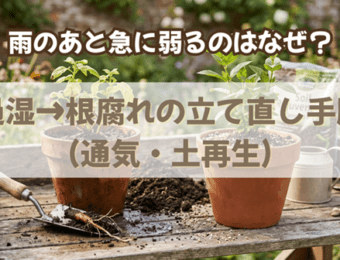 雨のあと急に弱るのはなぜ?過湿→根腐れの立て直し手順(通気・土再生)