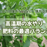 ししとうの実がならない・落ちる原因|高温期の水やり・肥料の最適バランス