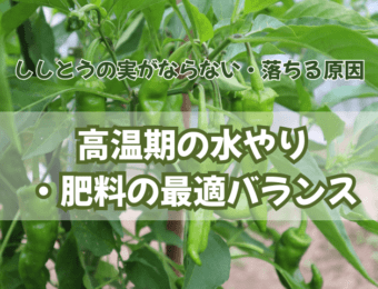 ししとうの実がならない・落ちる原因|高温期の水やり・肥料の最適バランス