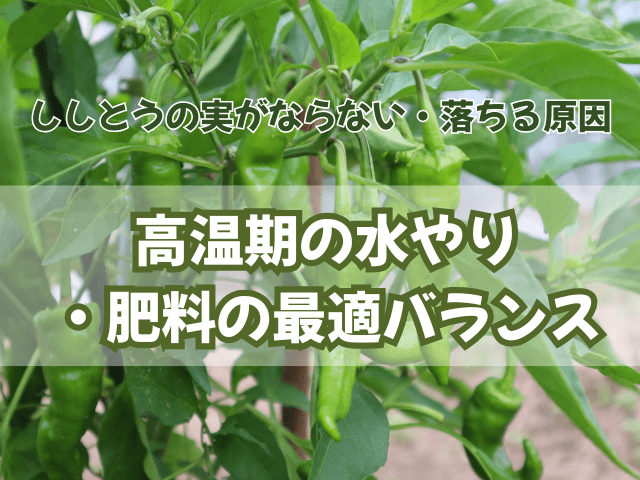 ししとうの実がならない・落ちる原因｜高温期の水やり・肥料の最適バランス