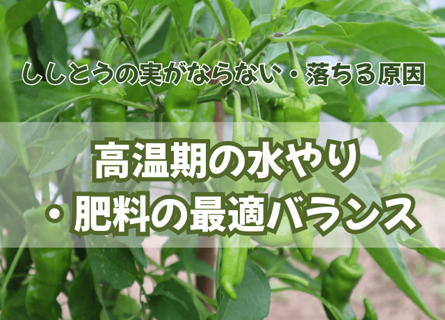 ししとうの実がならない・落ちる原因|高温期の水やり・肥料の最適バランス