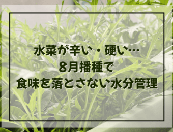 水菜が辛い・硬い…8月播種で食味を落とさない水分管理