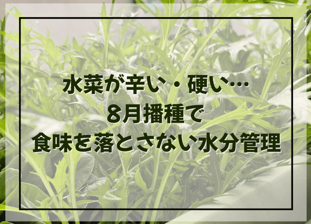 水菜が辛い・硬い…8月播種で食味を落とさない水分管理