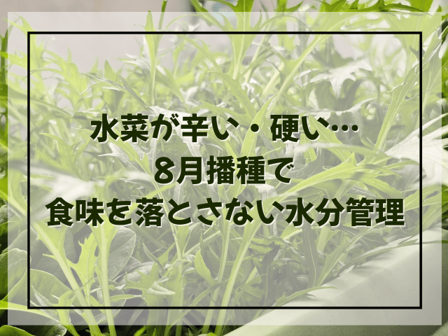 水菜が辛い・硬い…8月播種で食味を落とさない水分管理