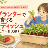 プランターで育てるラディッシュ