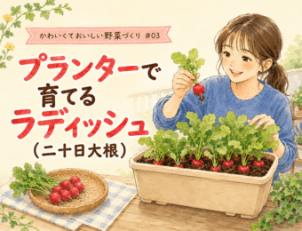 プランターで育てるラディッシュ