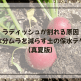 ラディッシュが割れる原因|水分ムラを減らす土の保水テク(真夏版)