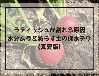 ラディッシュが割れる原因|水分ムラを減らす土の保水テク(真夏版)