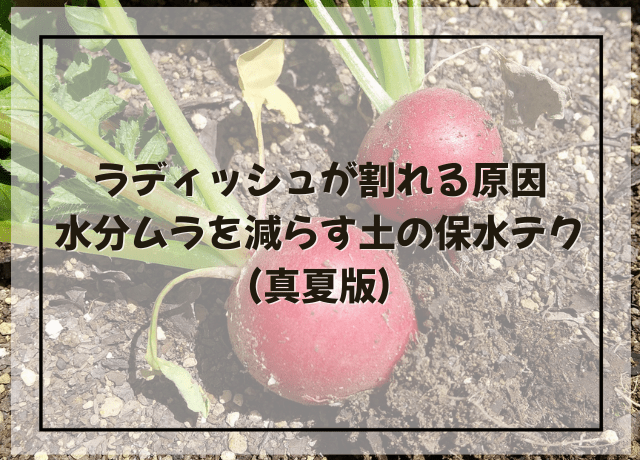 ラディッシュが割れる原因|水分ムラを減らす土の保水テク(真夏版)