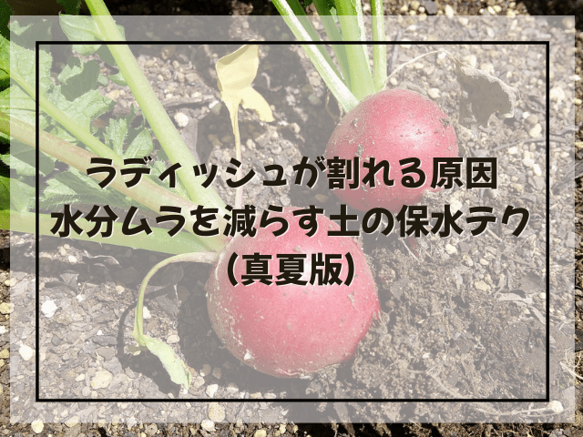 ラディッシュが割れる原因｜水分ムラを減らす土の保水テク（真夏版）
