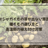 秋ジャガイモの芽が出ない原因|種イモの選び方と高温期の植え付け対策