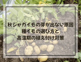 秋ジャガイモの芽が出ない原因|種イモの選び方と高温期の植え付け対策