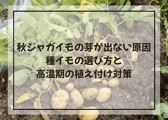 秋ジャガイモの芽が出ない原因|種イモの選び方と高温期の植え付け対策