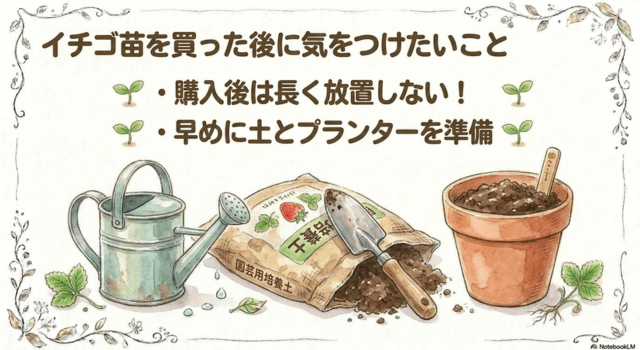 イチゴ苗を買った後に気をつけたいこと