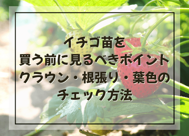 イチゴ苗を買う前に見るべきポイント|クラウン・根張り・葉色のチェック方法