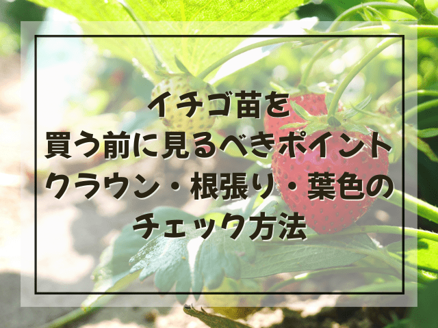 イチゴ苗を買う前に見るべきポイント|クラウン・根張り・葉色のチェック方法