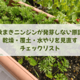 秋まきニンジンが発芽しない原因|乾燥・覆土・水やりを見直すチェックリスト
