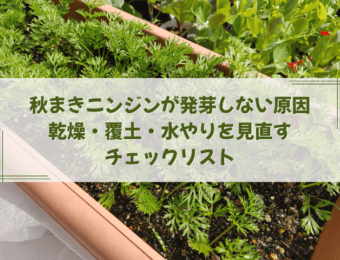 秋まきニンジンが発芽しない原因|乾燥・覆土・水やりを見直すチェックリスト