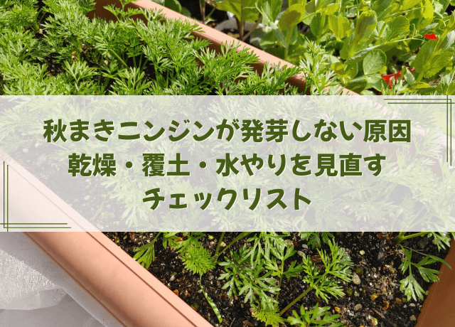 秋まきニンジンが発芽しない原因|乾燥・覆土・水やりを見直すチェックリスト