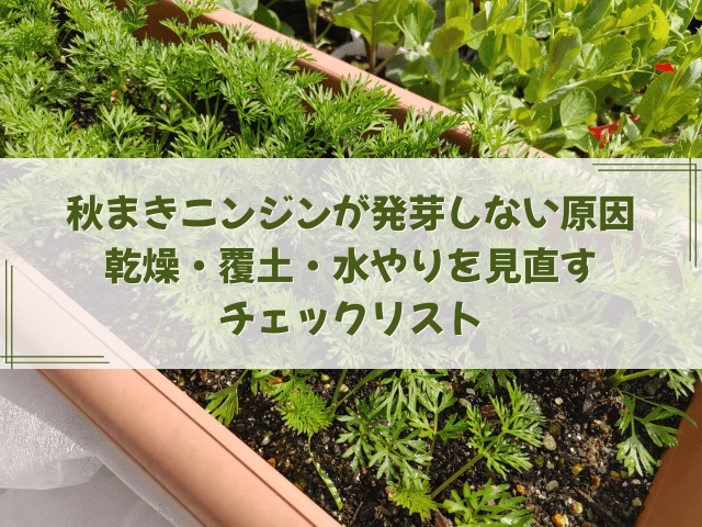 秋まきニンジンが発芽しない原因｜乾燥・覆土・水やりを見直すチェックリスト