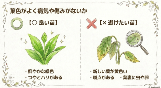 葉色がよく病気や傷みがないか