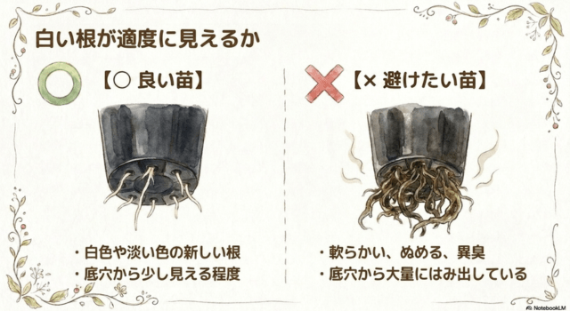 白い根が適度に見えるか