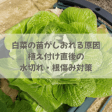 白菜の苗がしおれる原因|植え付け直後の水切れ・根傷み対策