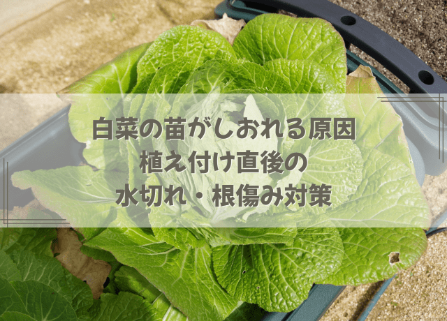 白菜の苗がしおれる原因|植え付け直後の水切れ・根傷み対策