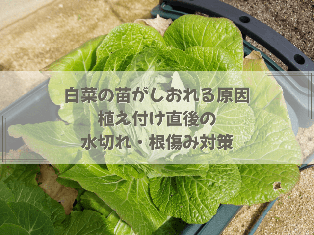 白菜の苗がしおれる原因｜植え付け直後の水切れ・根傷み対策