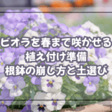 ビオラを春まで咲かせる植え付け準備|根鉢の崩し方と土選び