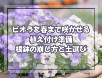 ビオラを春まで咲かせる植え付け準備|根鉢の崩し方と土選び