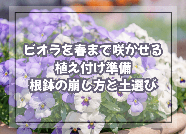 ビオラを春まで咲かせる植え付け準備|根鉢の崩し方と土選び