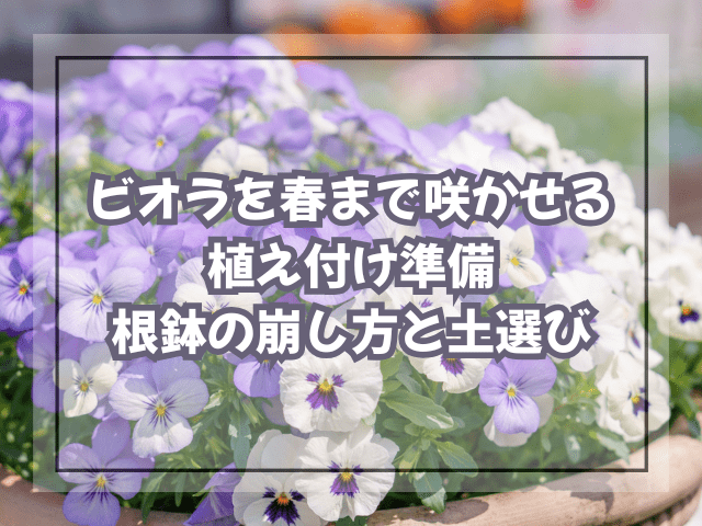 ビオラを春まで咲かせる植え付け準備|根鉢の崩し方と土選び