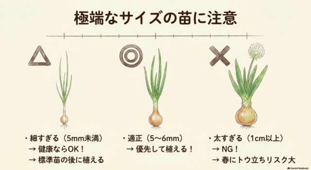 失敗しにくい玉ねぎ苗の選び方