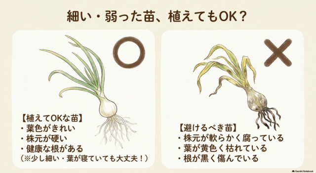 細い・弱った玉ねぎ苗は植えても大丈夫?