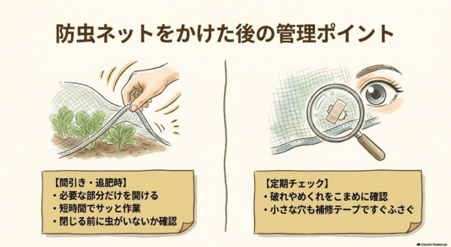 防虫ネットをかけた後の管理ポイント