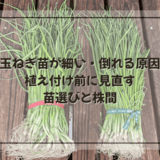 玉ねぎ苗が細い・倒れる原因|植え付け前に見直す苗選びと株間