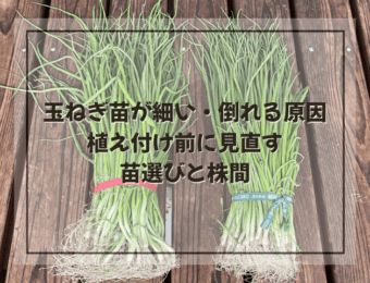玉ねぎ苗が細い・倒れる原因|植え付け前に見直す苗選びと株間
